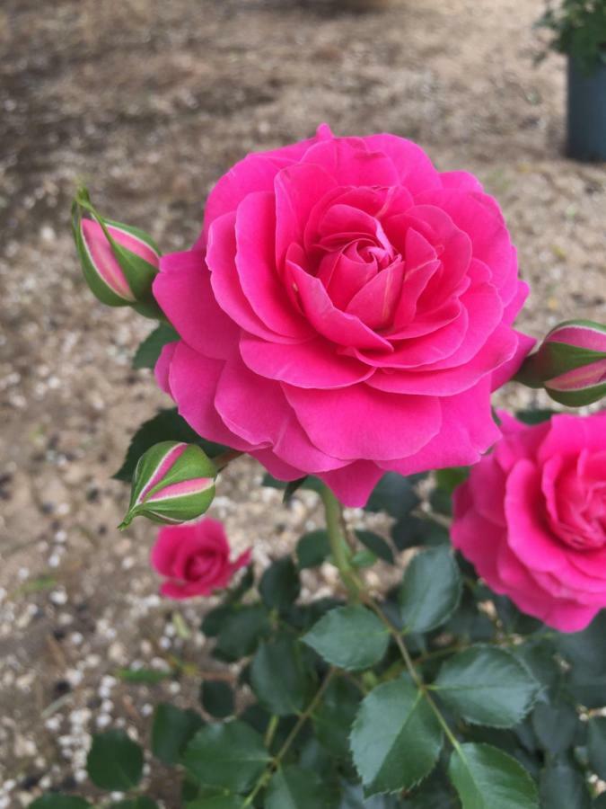 Masseria Rienzo Ostuni Zewnętrze zdjęcie